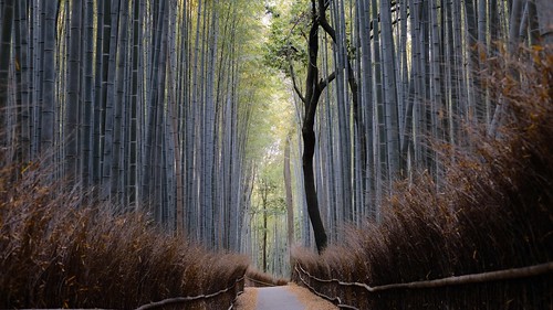 bamboo forest | by ababhastopographer