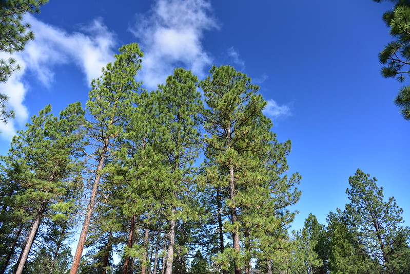 Ponderosa pines