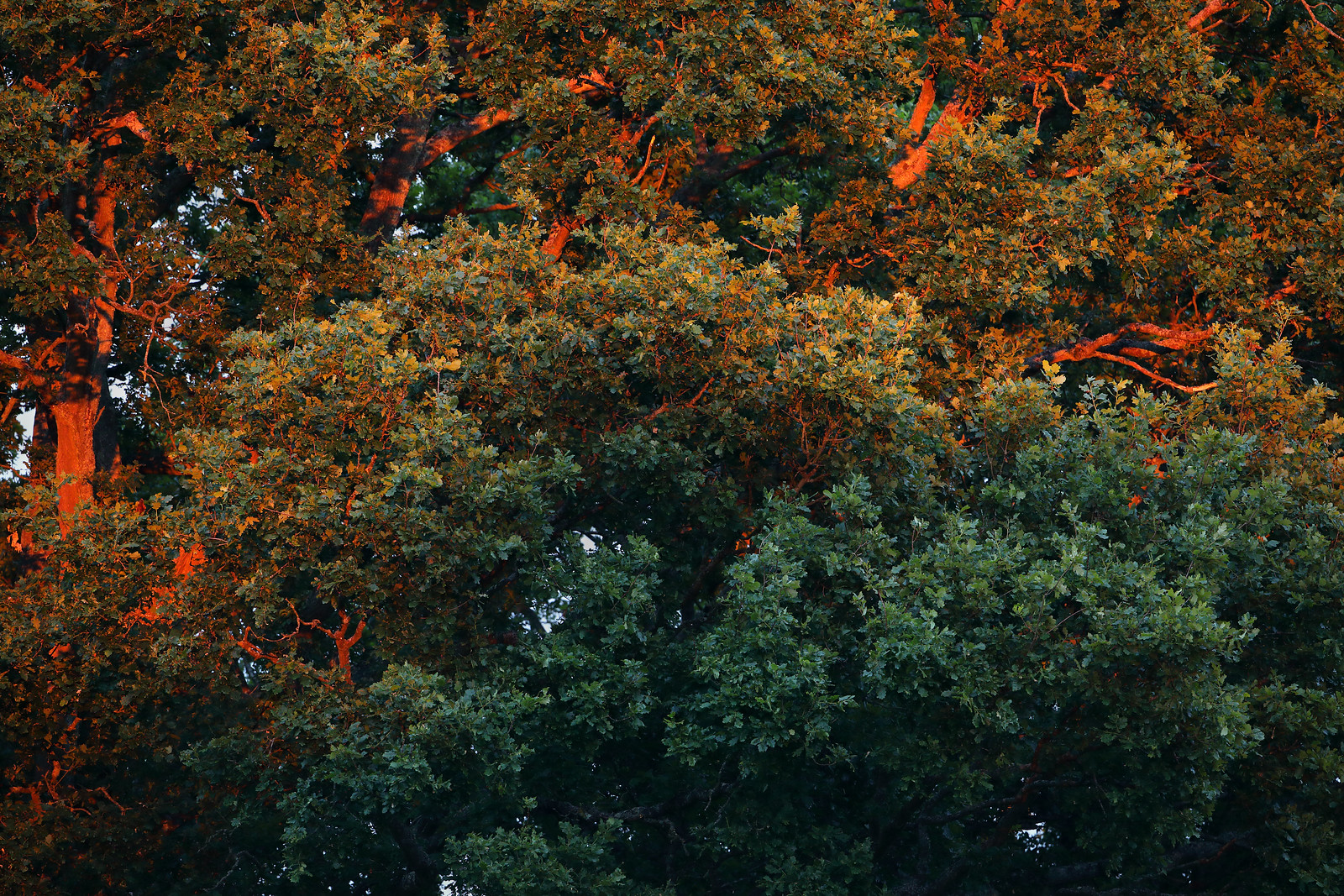 Setting sunlight cast on oak trees