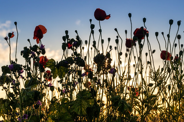 poppies silhouettes