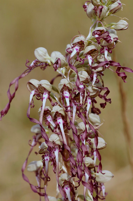 The weired and wonderful Lizard Orchids....