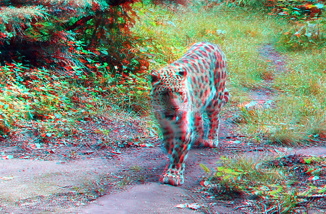 Amur Leopard (Amoerpanter)  Blijdorp Zoo 3D