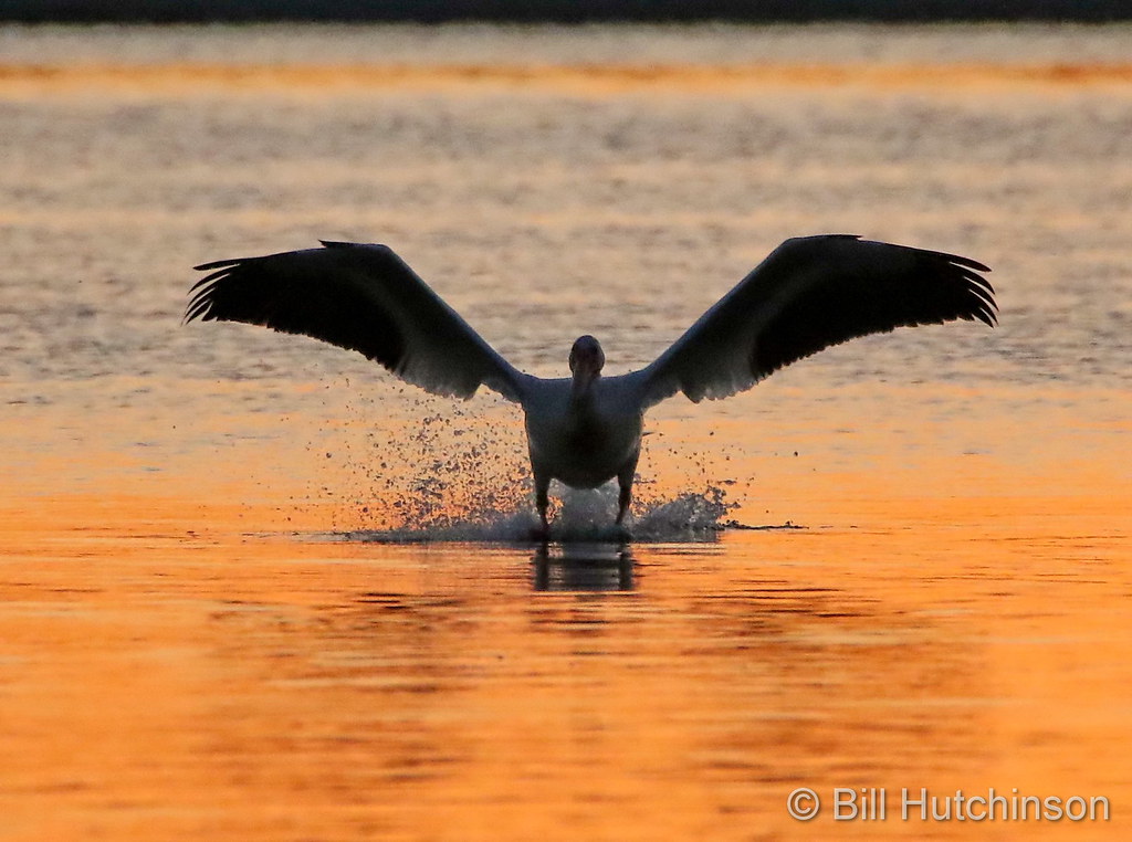 A pelican takes off at Barr Lake State Park at sunrise. (Bill Hutchinson)