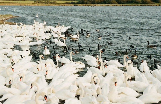 the swan sanctuary