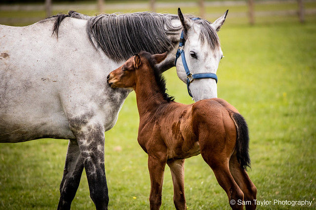 Mother & Daughter Horse