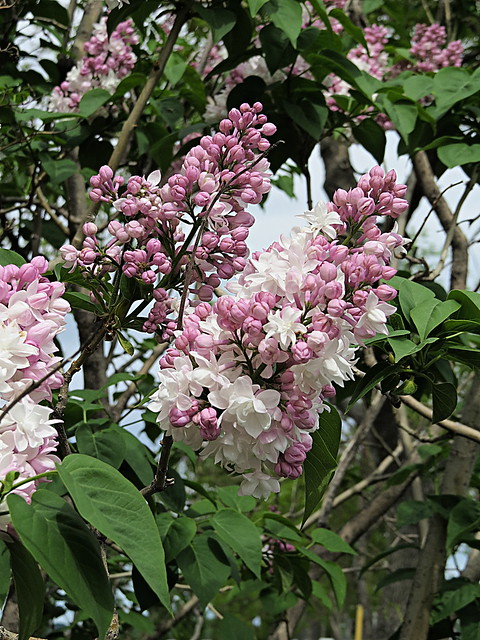 Lilac with pink buds and white flowers