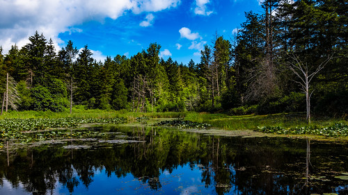 victoria bc canada beaverlake pond nikon d500 sigma 1835mm landscape water blue green serene peaceful beautiful calm nature forest park wallpaper 169 1920x1080 vancouverisland high res tripod wide angle reflection trees sharp geotag geotagged brianwsmith bwsmith wilderness stunning lake relaxing peace britishcolumbia dx pacificnorthwest reflections glossy