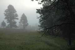 fog in the forest  .  (0047)