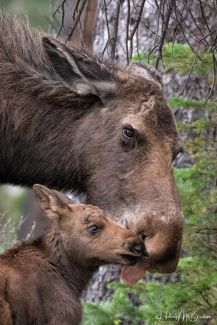 A tender moment between a moose mother and her calf.....