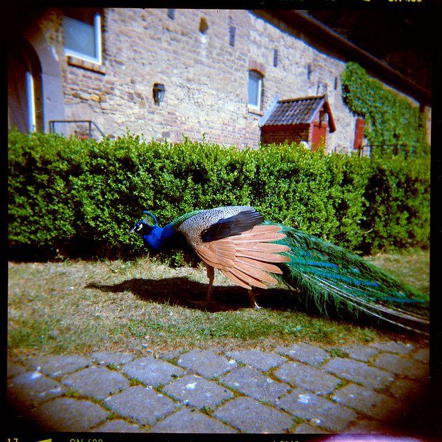A visit to the peacocks
