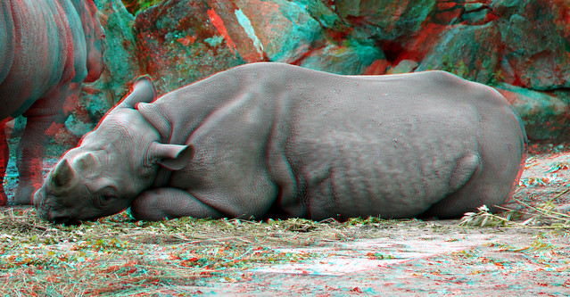 Rhinoceros Blijdorp Zoo Rotterdam 3D