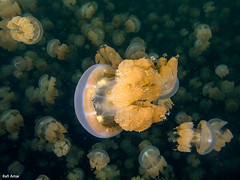 Palau Golden Jellyfish - Mastigias papua