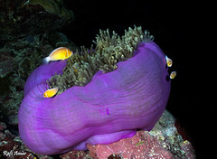 Magnificent Sea Anemone - Heteractis magnifica