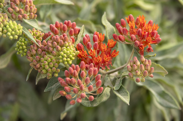 Asclepias tuberosa, Prentice Cooper WMA, Marion County, Tennessee