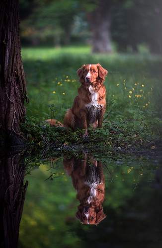 Reflection | by Vladimir Smazenka