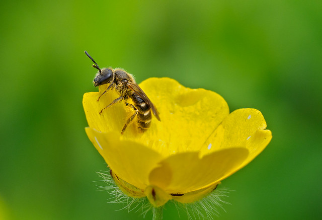 Tiny bee 3