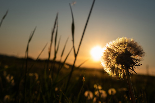 Dreamed sunset by Vít Šilhavý, sunset horizon dandelion flower orange sky nikon nikond3500