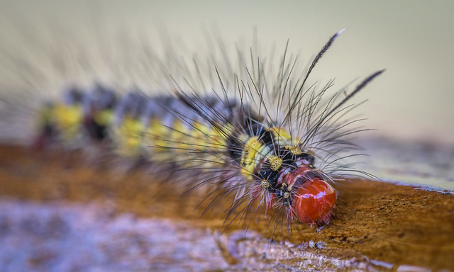 Pseudosphinx Tetrio Caterpillar