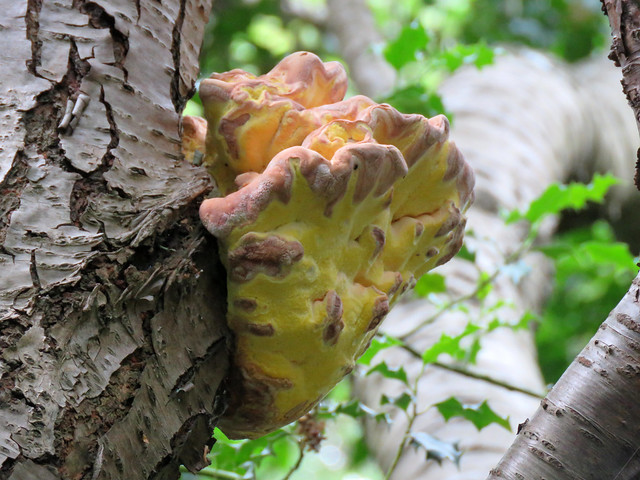 Chicken Of The Woods - Holtsmere End, Hertfordshire 2020