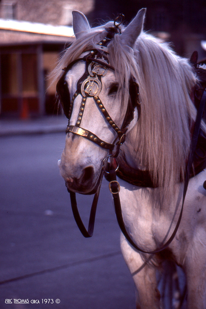 Calèche Horse in Old Montréal