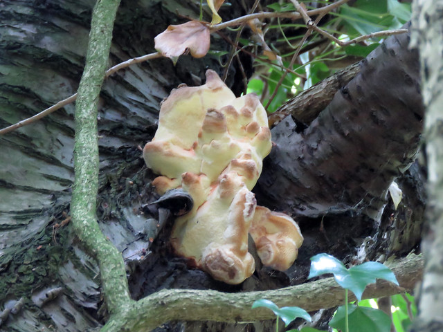 Chicken Of The Woods - Holtsmere End, Hertfordshire 2020