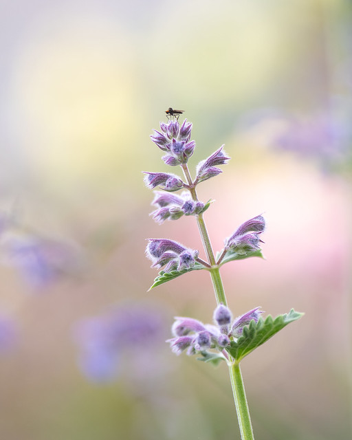 Pastel Catmint