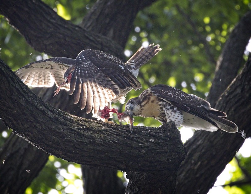 Tompkins Square red-tail fledglings