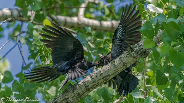 Corneille d'Amérique juvénile - Corvus brachyrhynchos - American Crow
