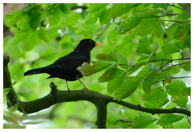 Blackbird on green, Hatchbank Road