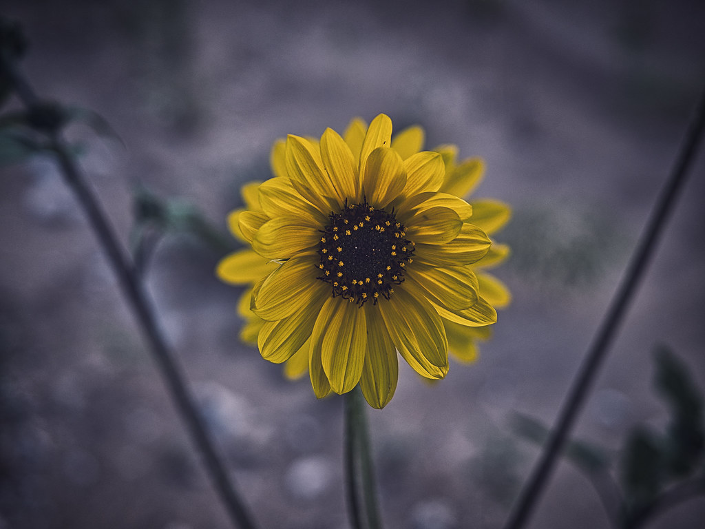 Texas Sunflower 1 | OLYMPUS DIGITAL CAMERA | Eli Butler | Flickr