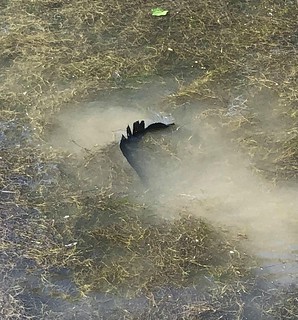 Barbara Snyder managed to take an up-close picture of a northern snakehead spawning in the thick grass in Bodkin Creek