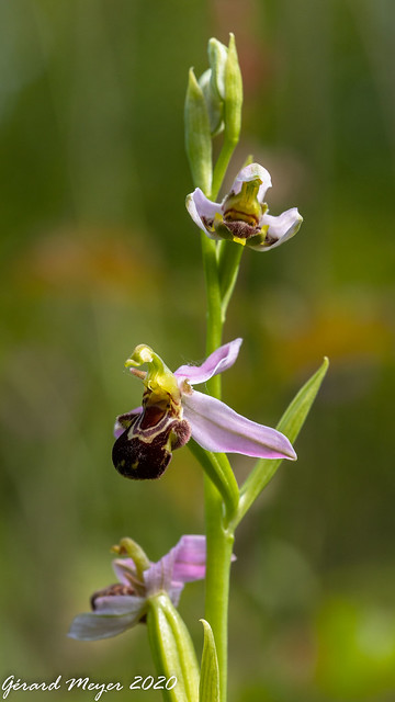 Ophrys abeille.