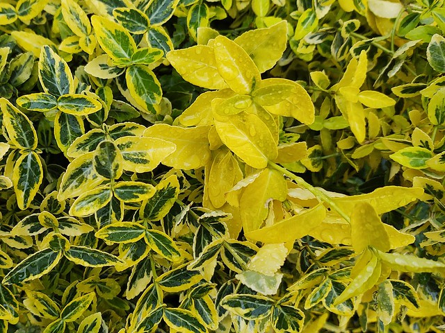 Yellow and green leaves