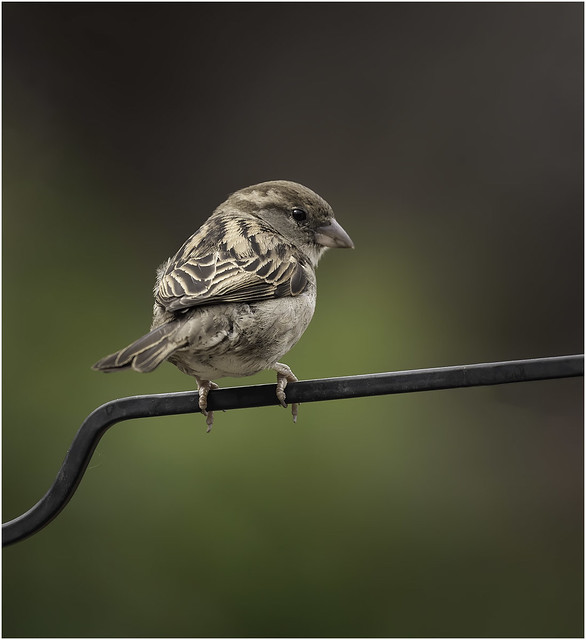 House Sparrow (f)