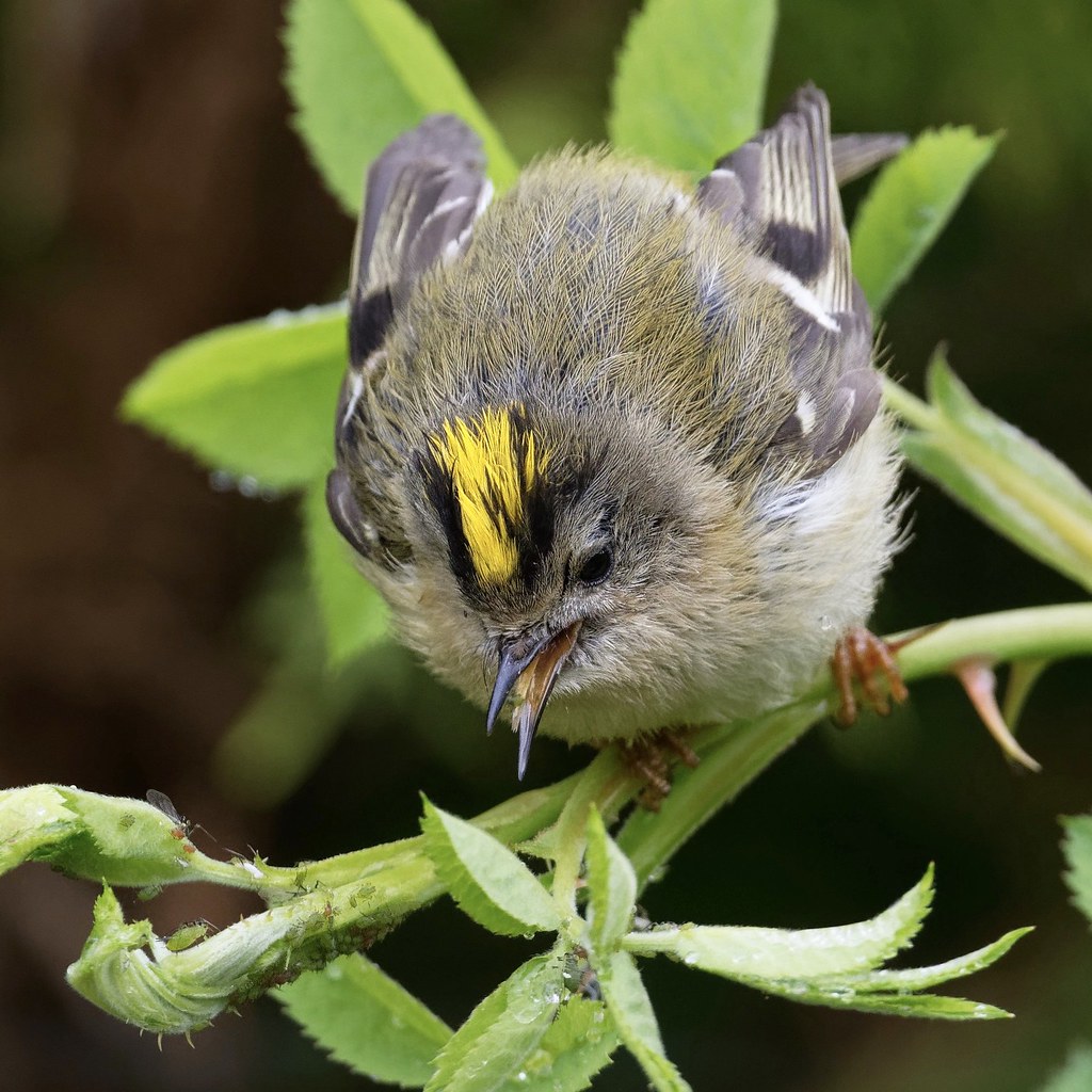 Goldcrest with prey