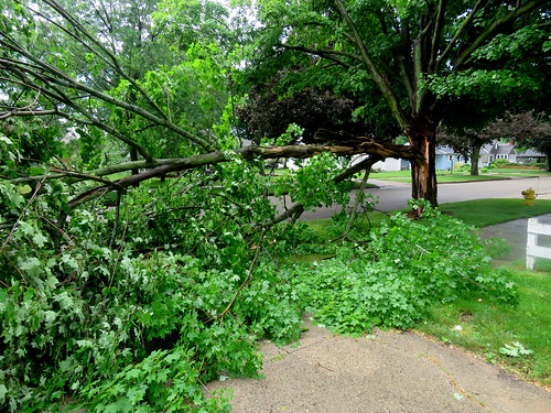 down tree across our driveway