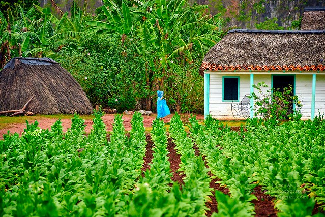 Pinar scene girl tobacco plantation