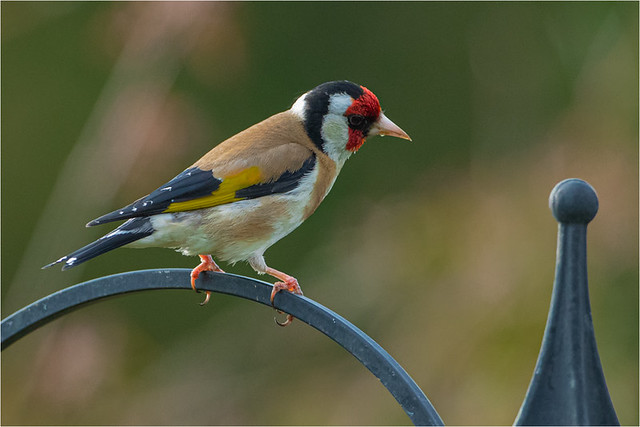 mature goldfinch