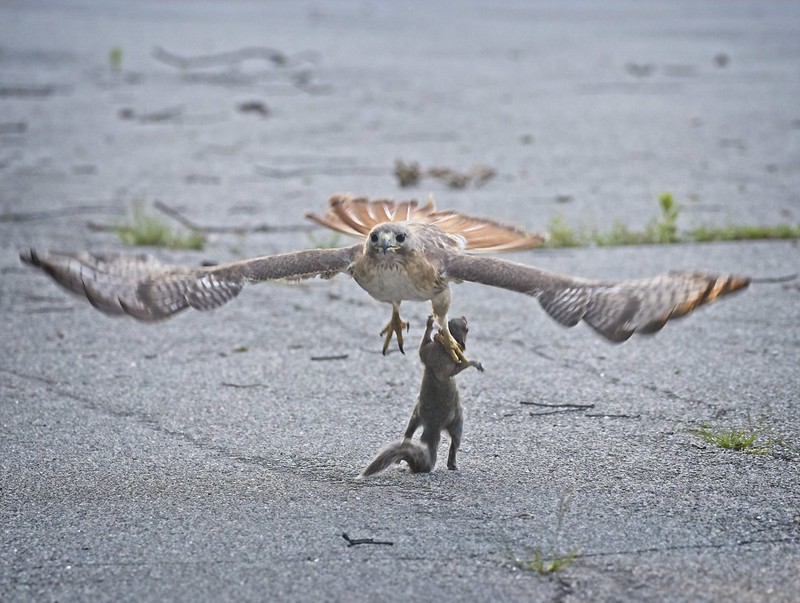 Christo catches a squirrel