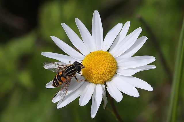 Almindelig sumpsvirreflue (Marsh Hoverfly / Helophilus pendulus) Hvid okseøje (Oxeye Daisy / Leucanthemum vulgare)