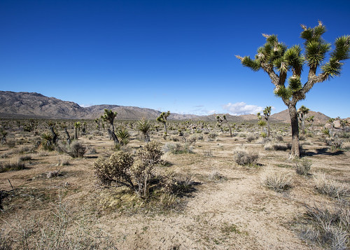 usa us ca california desert trail path rocky landscape terrain panoramaheights tularecounty joshua tree