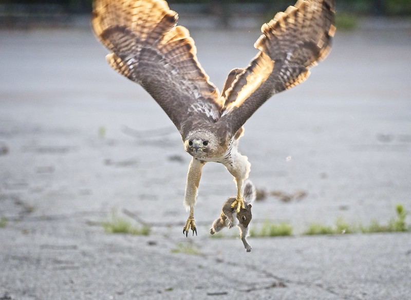 Christo catches a squirrel