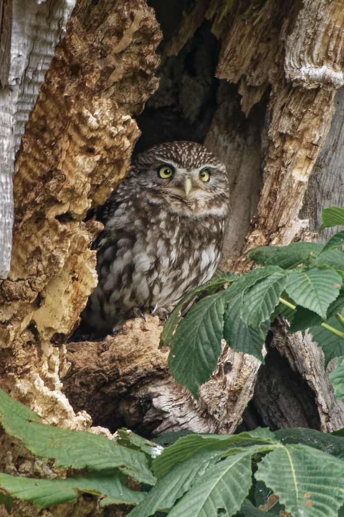 Little Owl, early morning - D500 + 200-500 f5.6+1.4tc