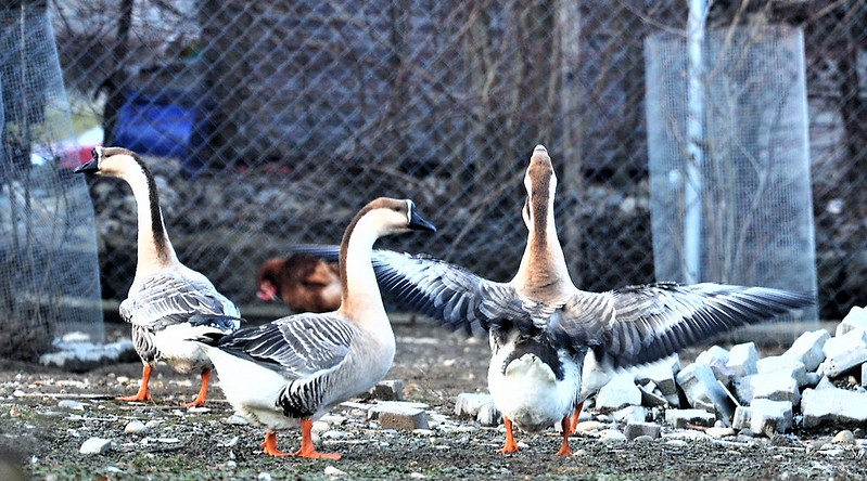 Geese 04.01 (3)