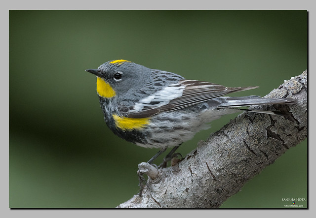Warbler week: 4 - Yellow-rumped Warbler (Audubon's)