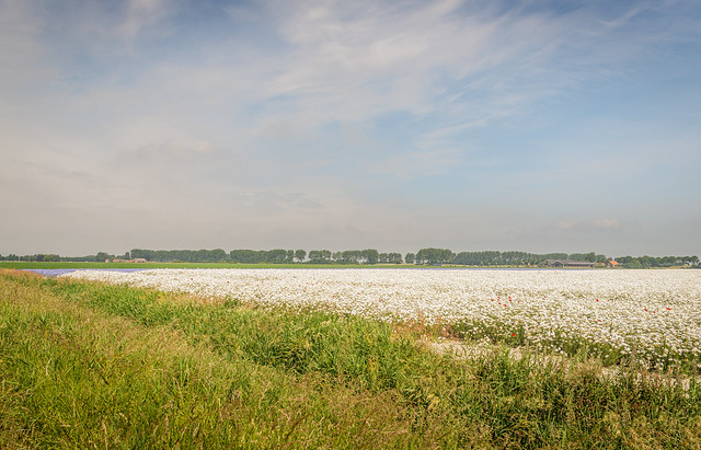Landscape with a large field full of blooming ox-eye daisies