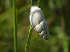 Zebrina detrita - Weiße Turmschnecke