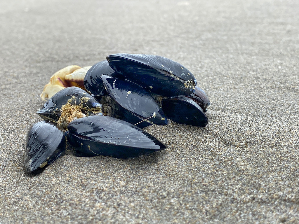 Are Mussels Good for You? - Best School News