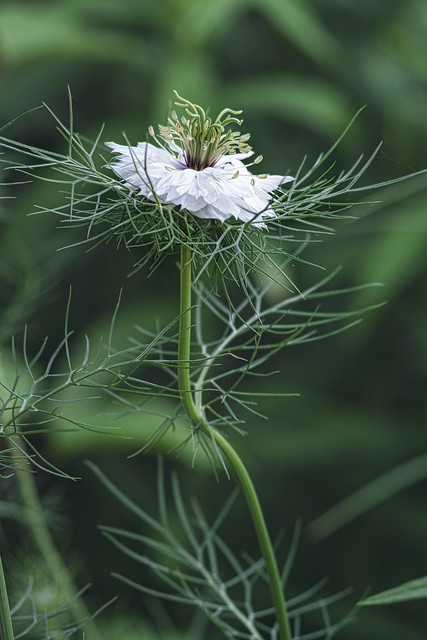 Love in a mist