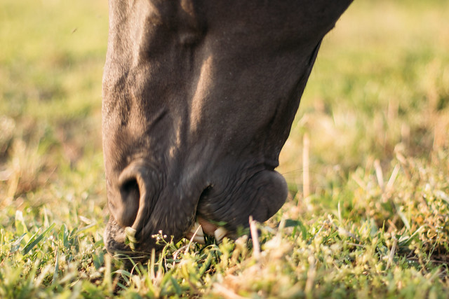 Close-up of a horse grazing